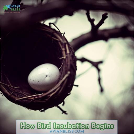 How Bird Incubation Begins