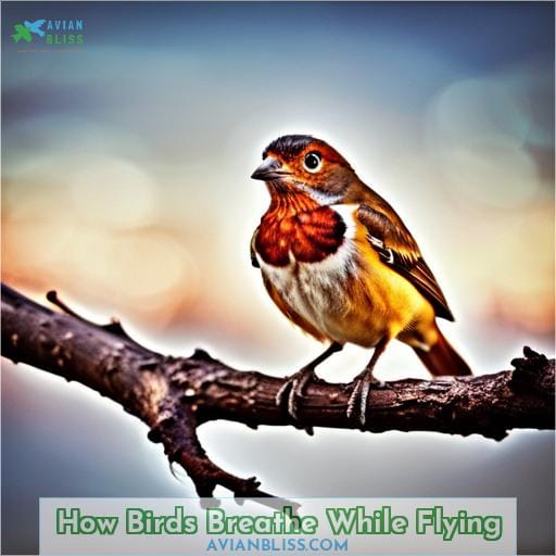 How Birds Breathe While Flying
