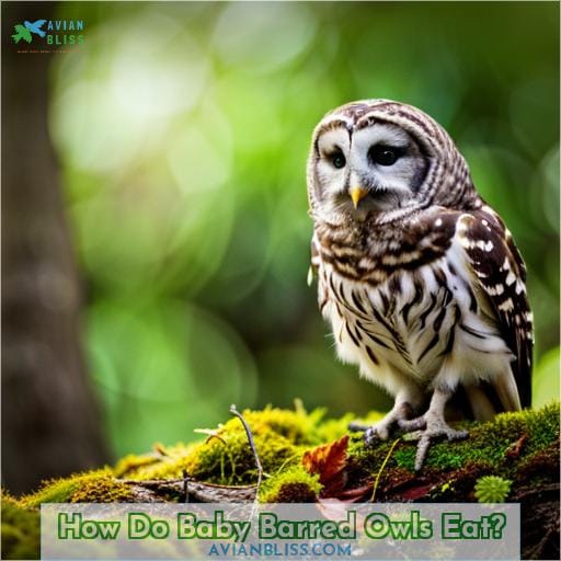How Do Baby Barred Owls Eat