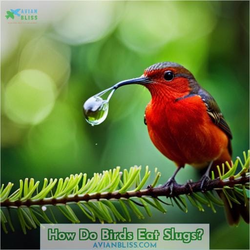 How Do Birds Eat Slugs