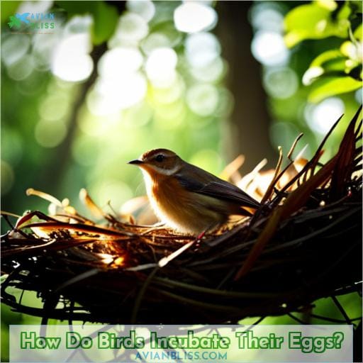 How Do Birds Incubate Their Eggs