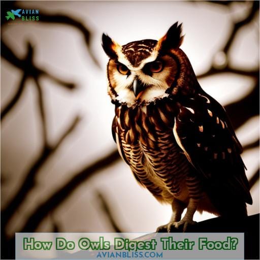 How Do Owls Digest Their Food