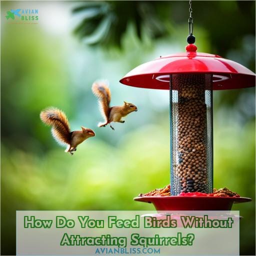 How Do You Feed Birds Without Attracting Squirrels