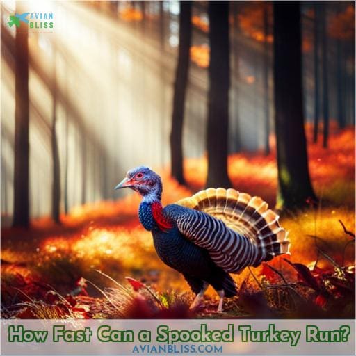 how fast can a spooked turkey run