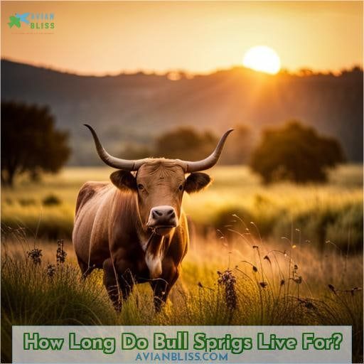 How Long Do Bull Sprigs Live For