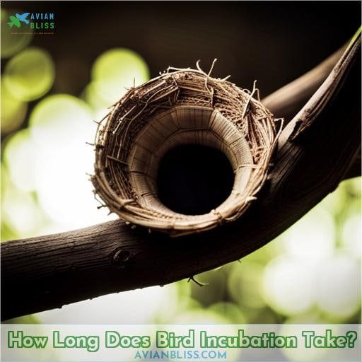How Long Does Bird Incubation Take