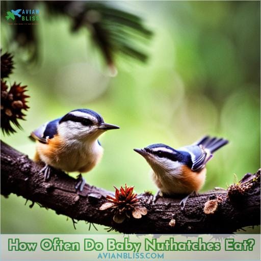 How Often Do Baby Nuthatches Eat