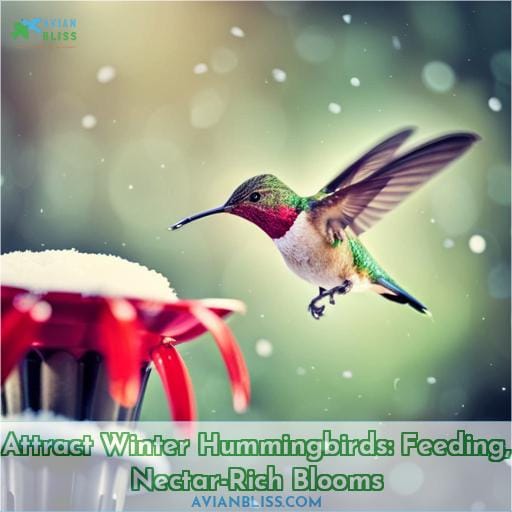 how to attract hummingbirds in the winter