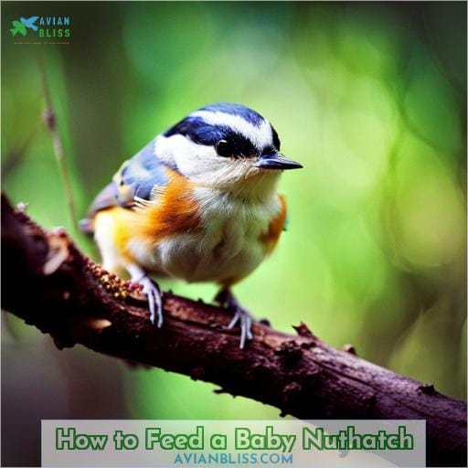 How to Feed a Baby Nuthatch