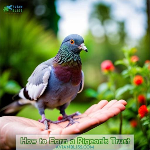 how to get a pigeon to trust you
