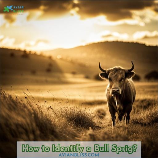 How to Identify a Bull Sprig