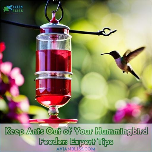 how to keep ants out of your hummingbird feeder