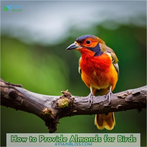 How to Provide Almonds for Birds