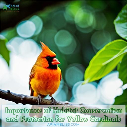 Importance of Habitat Conservation and Protection for Yellow Cardinals