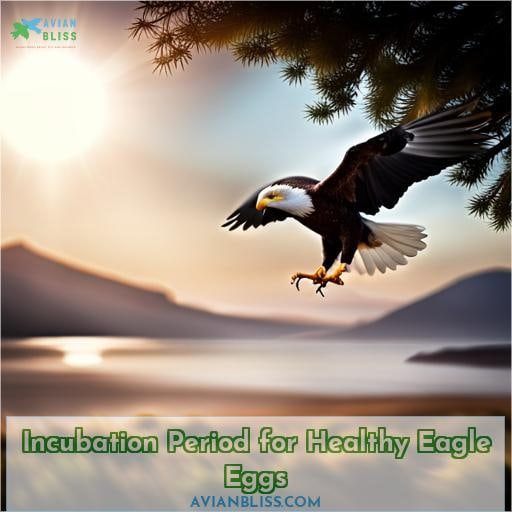 Incubation Period for Healthy Eagle Eggs
