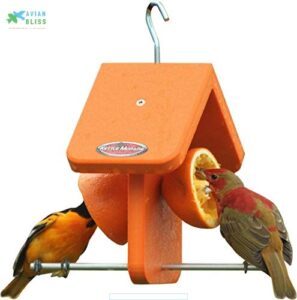 Kettle Moraine Recycled Single Oriole