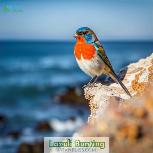 Lazuli Bunting