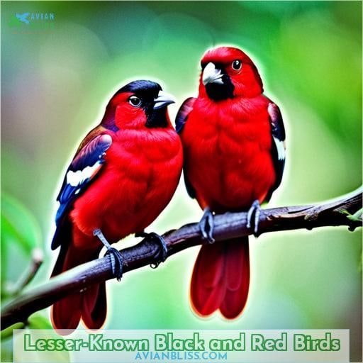 Lesser-Known Black and Red Birds