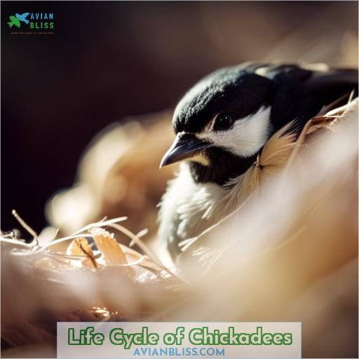 Life Cycle of Chickadees