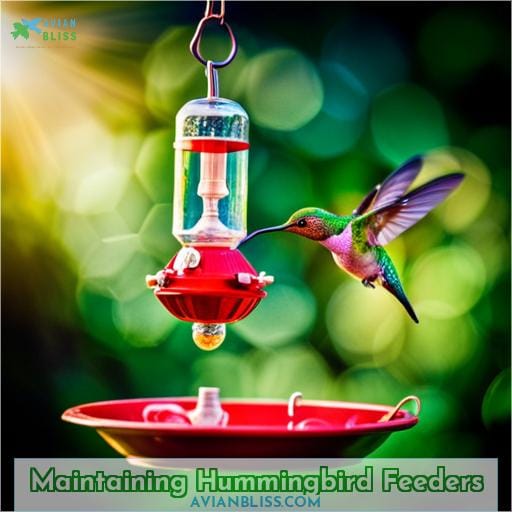 Maintaining Hummingbird Feeders