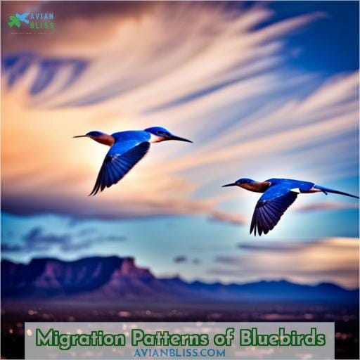 Migration Patterns of Bluebirds