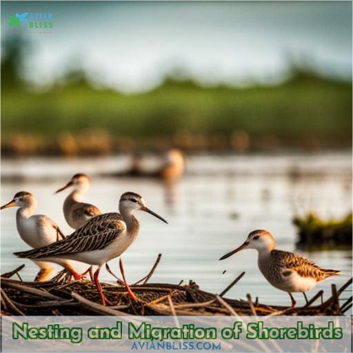 Nesting and Migration of Shorebirds