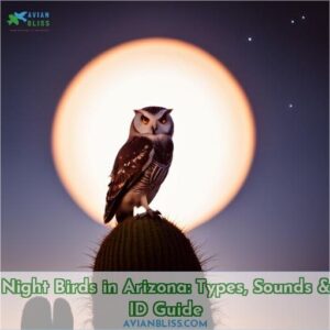 night birds in arizona