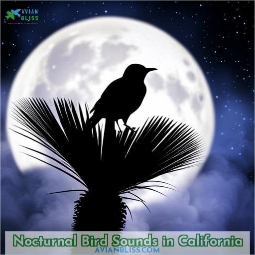 Nocturnal Bird Sounds in California