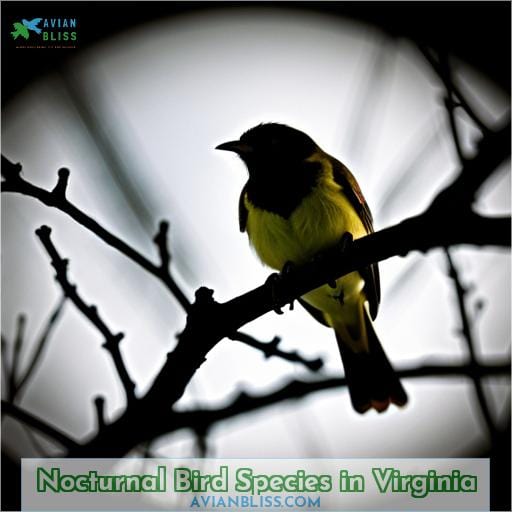 Nocturnal Bird Species in Virginia