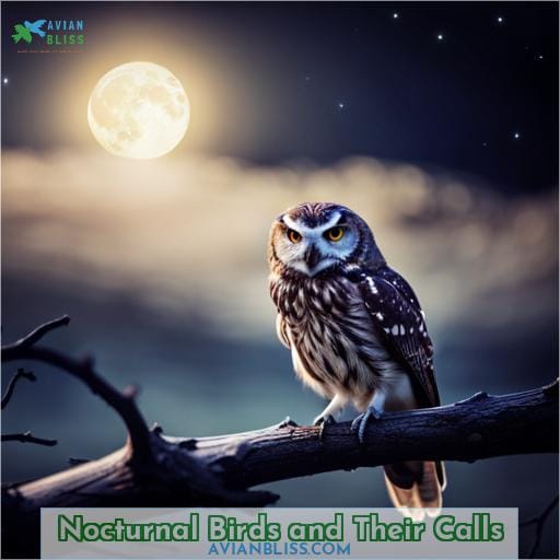Nocturnal Birds and Their Calls
