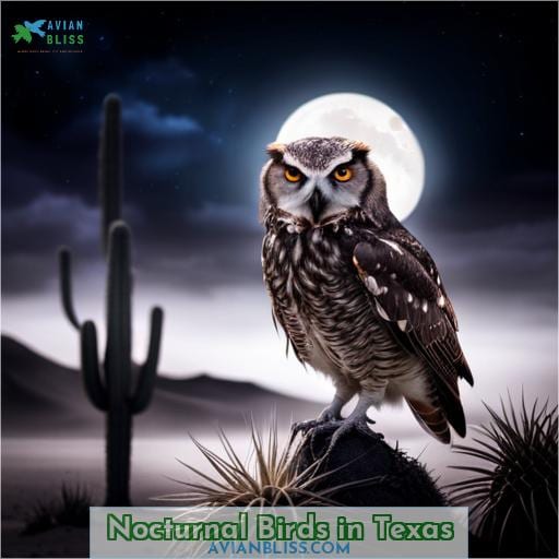 Nocturnal Birds in Texas