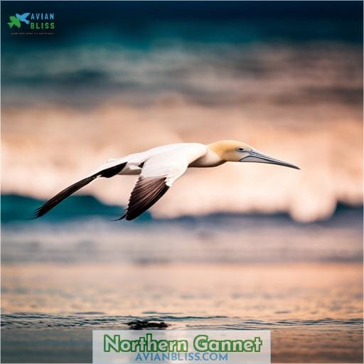 Northern Gannet