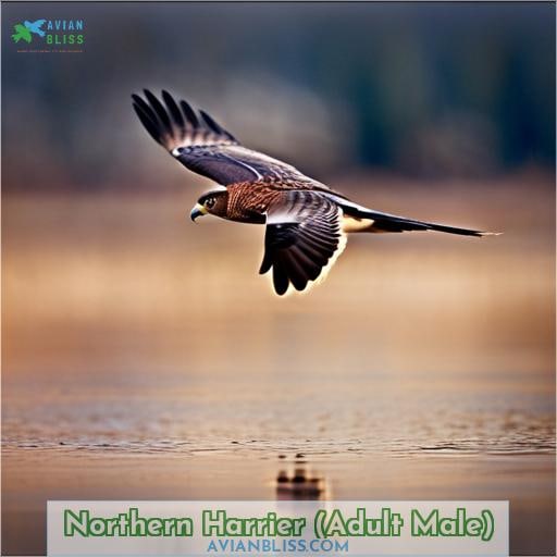 Northern Harrier (Adult Male)