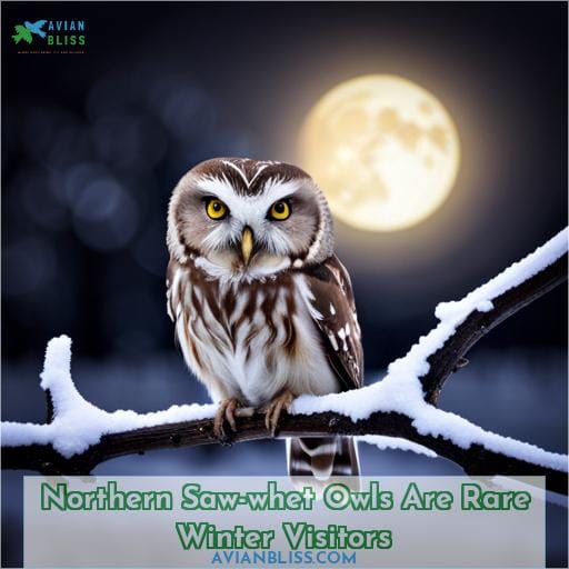 Northern Saw-whet Owls Are Rare Winter Visitors