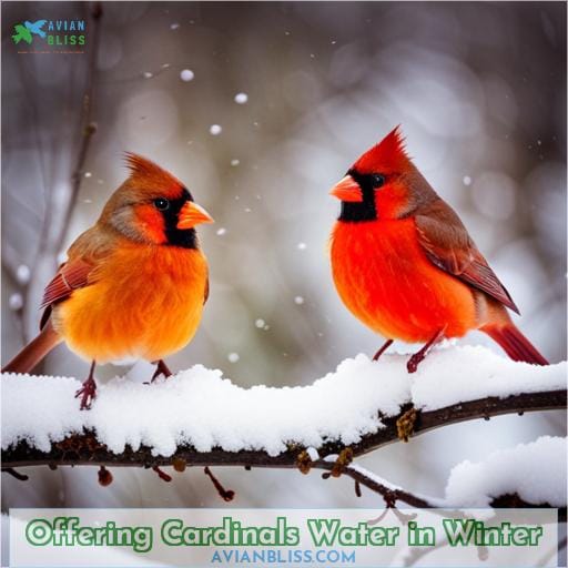 Offering Cardinals Water in Winter