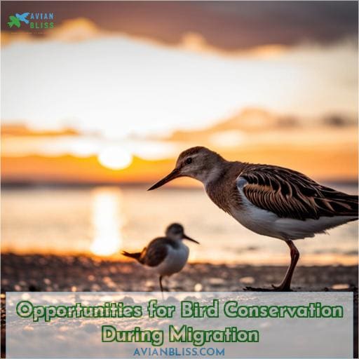 Opportunities for Bird Conservation During Migration