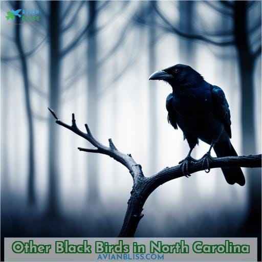 Other Black Birds in North Carolina