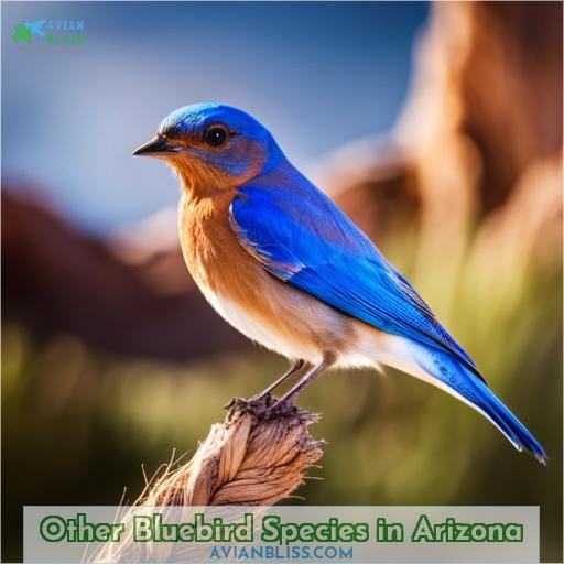 Other Bluebird Species in Arizona
