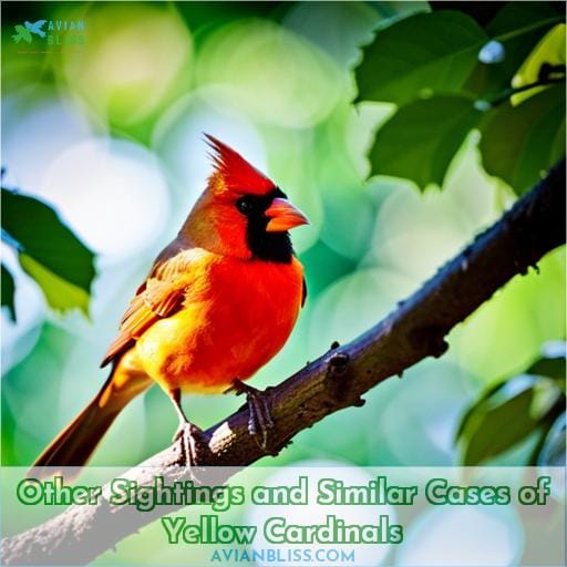 Other Sightings and Similar Cases of Yellow Cardinals