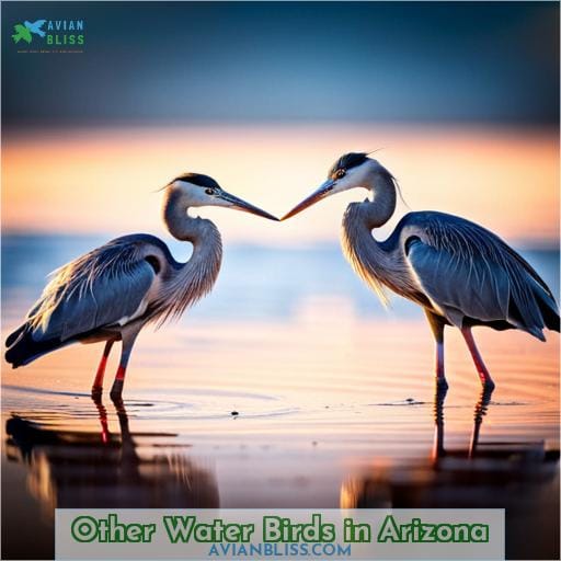 Other Water Birds in Arizona