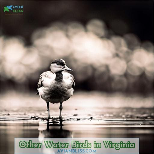 Other Water Birds in Virginia
