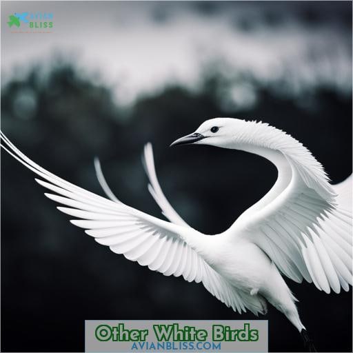Other White Birds