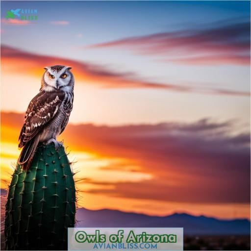 Owls of Arizona