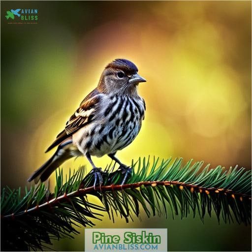 Pine Siskin