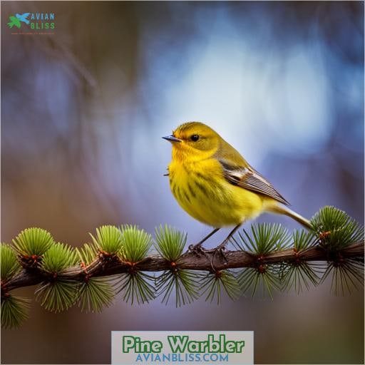 Pine Warbler