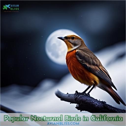Popular Nocturnal Birds in California