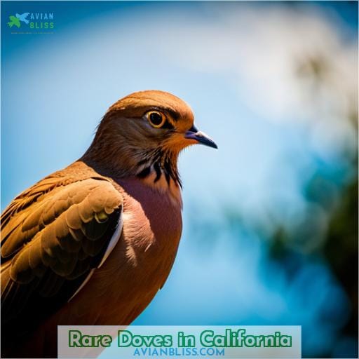 Rare Doves in California