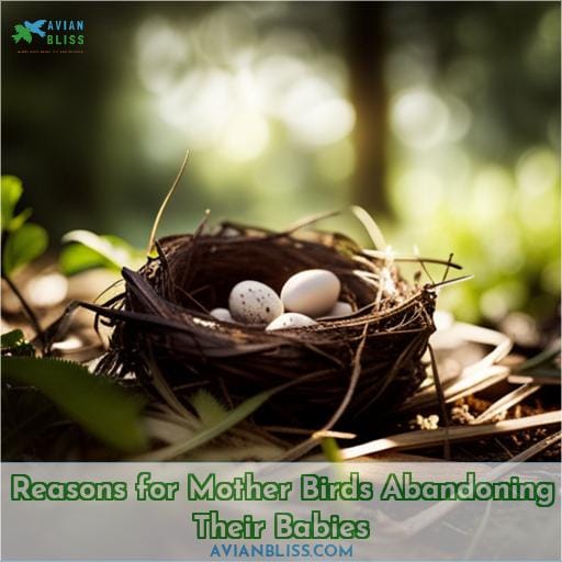 Reasons for Mother Birds Abandoning Their Babies