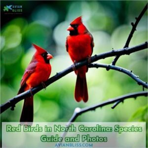 red birds in north carolina