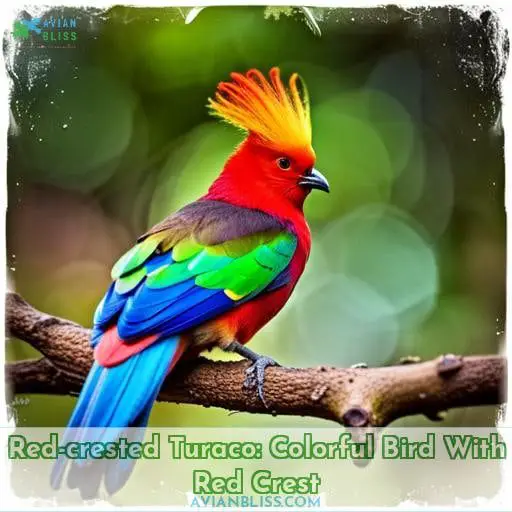 Red-crested Turaco: Colorful Bird With Red Crest